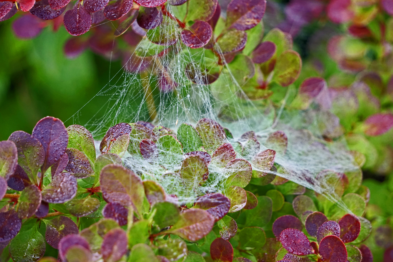 ...die ersten Herbstboten?