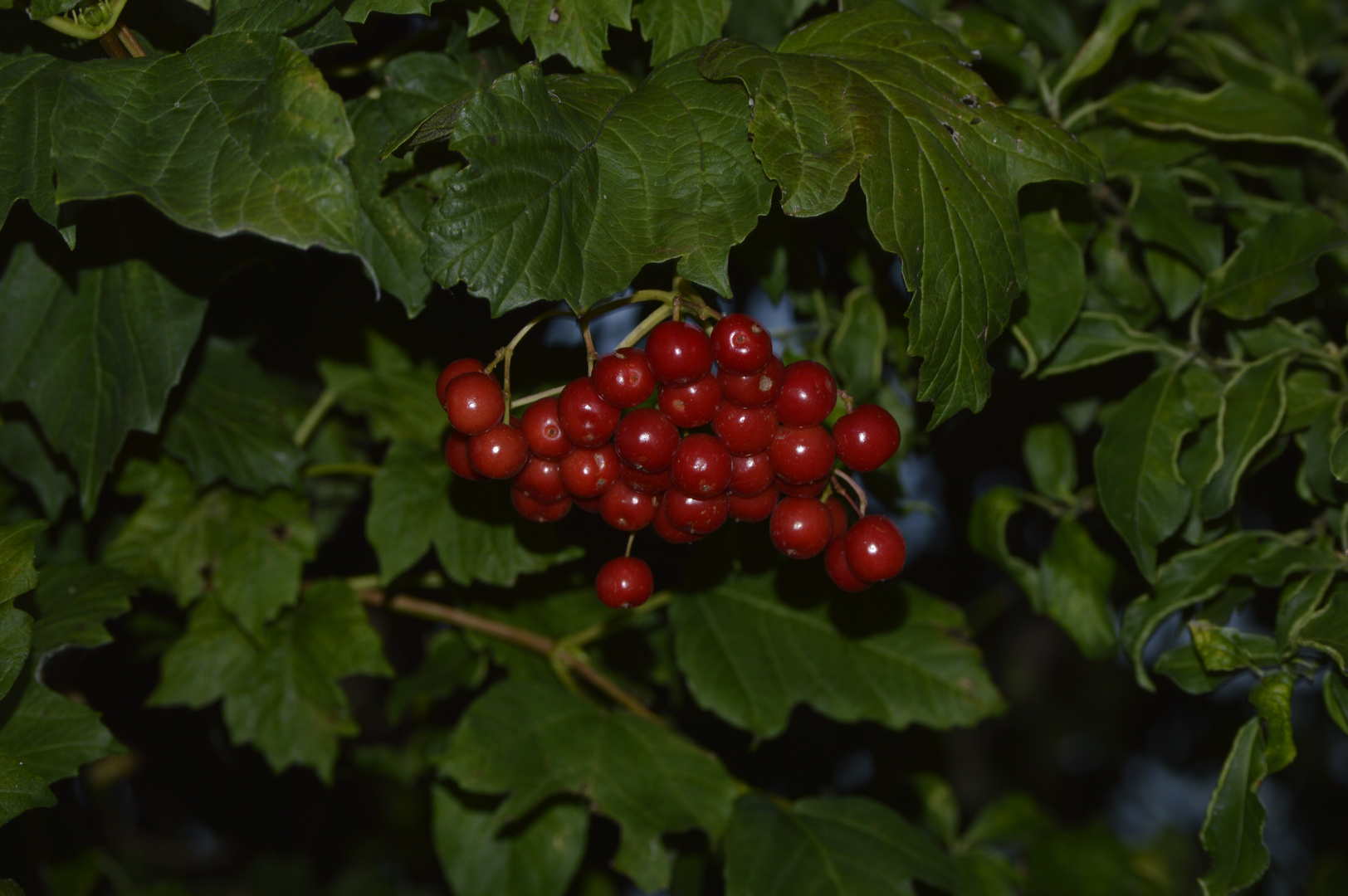 Die ersten Herbstboten