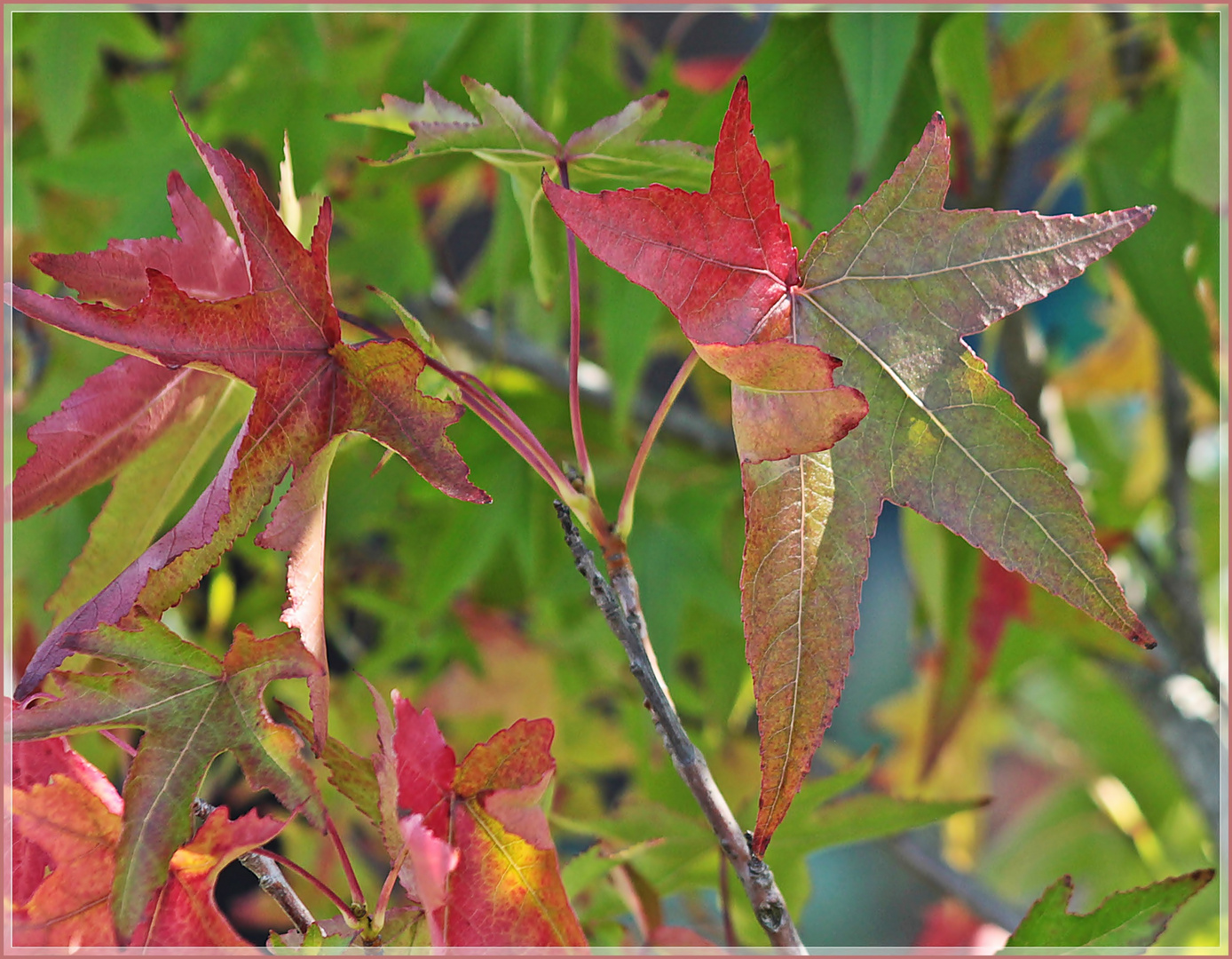 Die ersten Herbstfarben