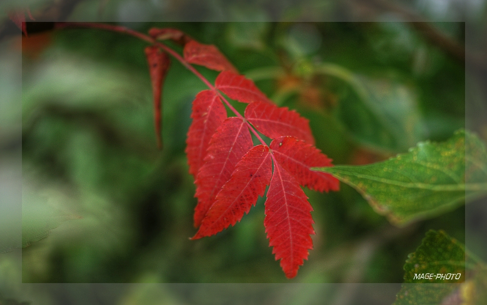 Die ersten Herbstfarben