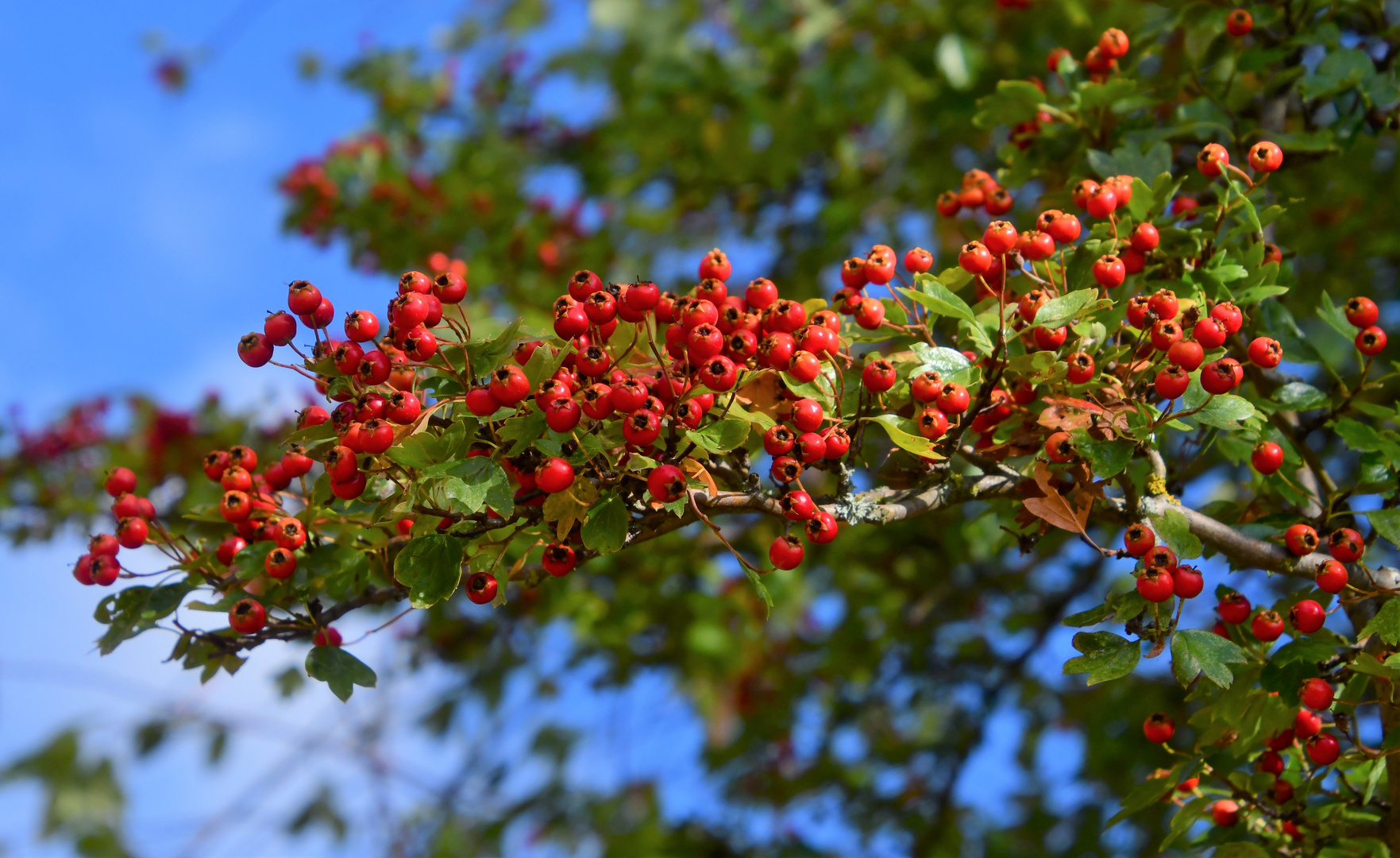 Die ersten Herbstmotive 