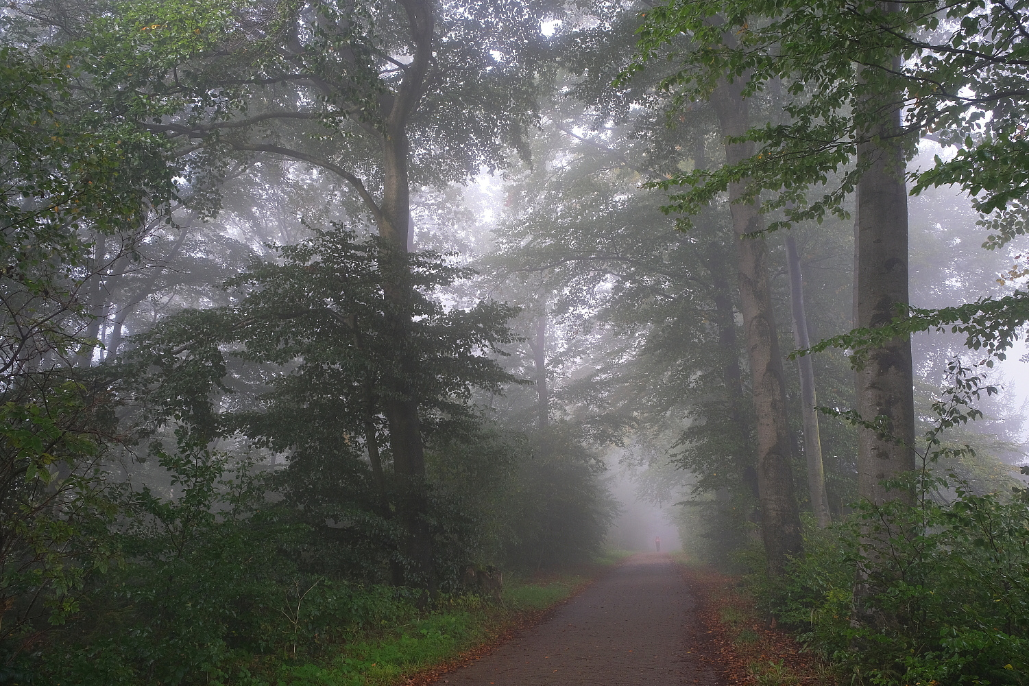 Die ersten Herbstnebel