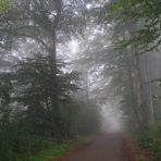 Die ersten Herbstnebel