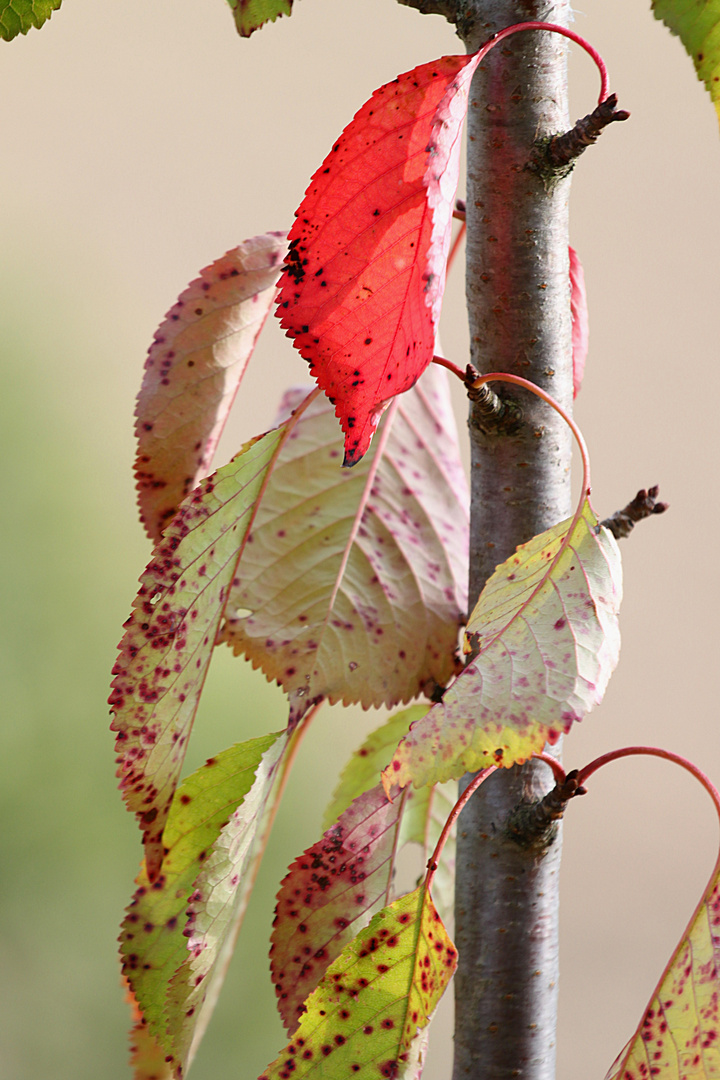 Die ersten Herbstzeichen