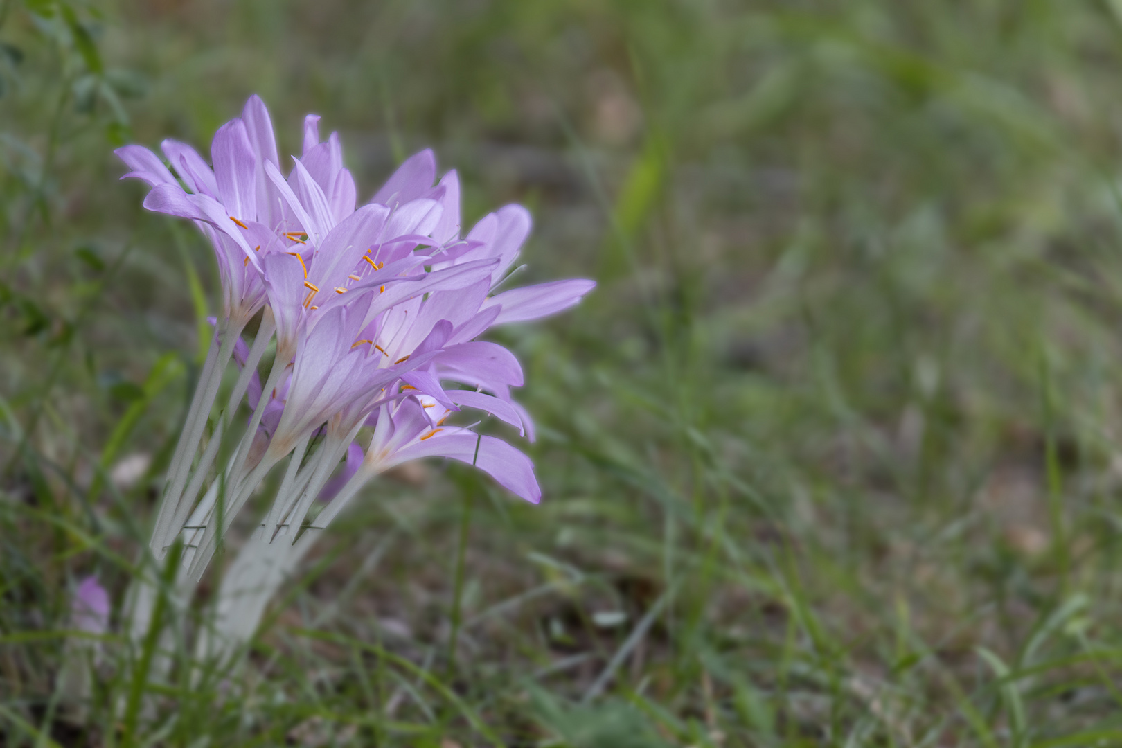 Die ersten Herbstzeitlosen Colchicum autumnale