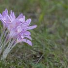 Die ersten Herbstzeitlosen Colchicum autumnale