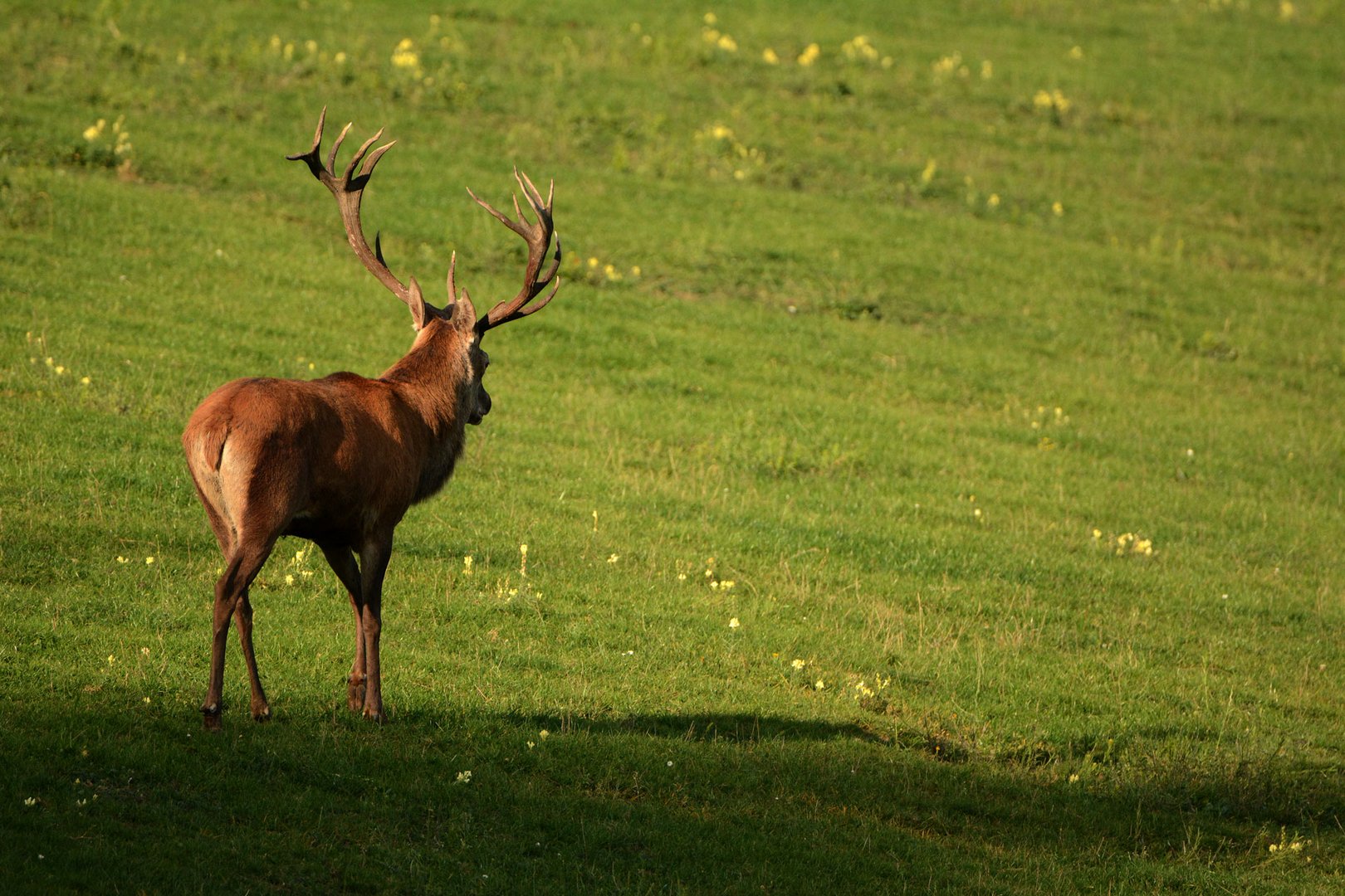 Die ersten Hirsche finden sich auf der großen Waldwiiese ein