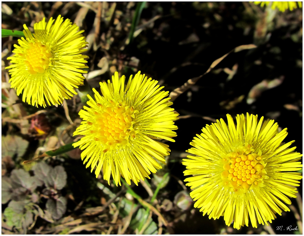 Die ersten Huflattiche strecken auch schon ihre Blüten ans Licht ,