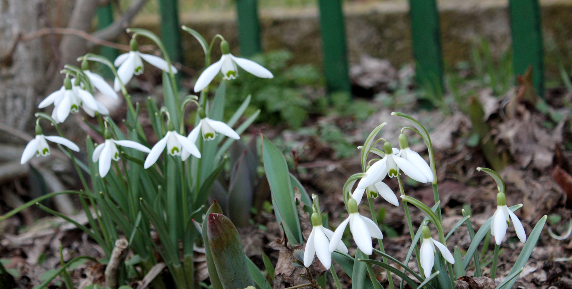 die ersten im Garten