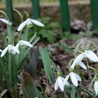 die ersten im Garten