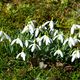 Frühling