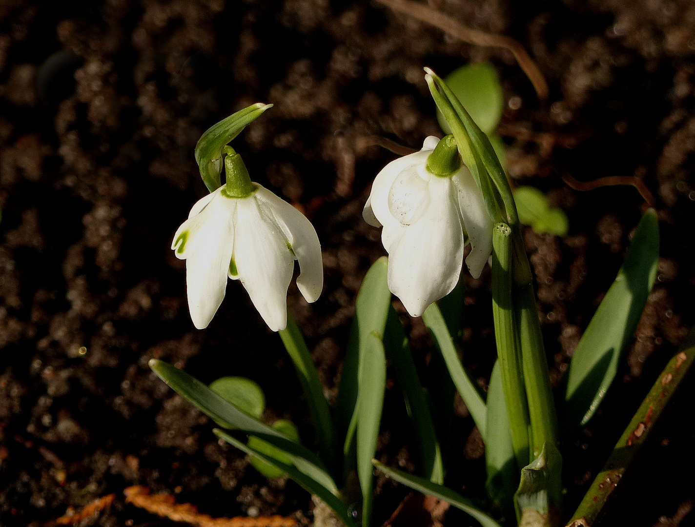 Die Ersten in ihrem Garten