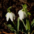 Die Ersten in ihrem Garten