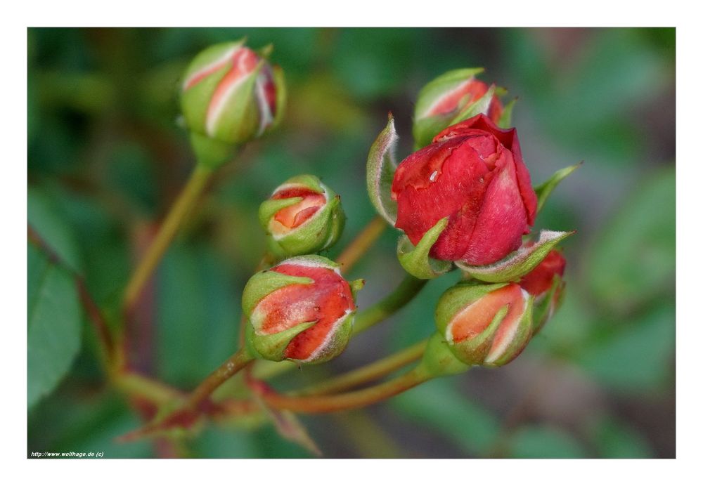 Die ersten in unserem Garten