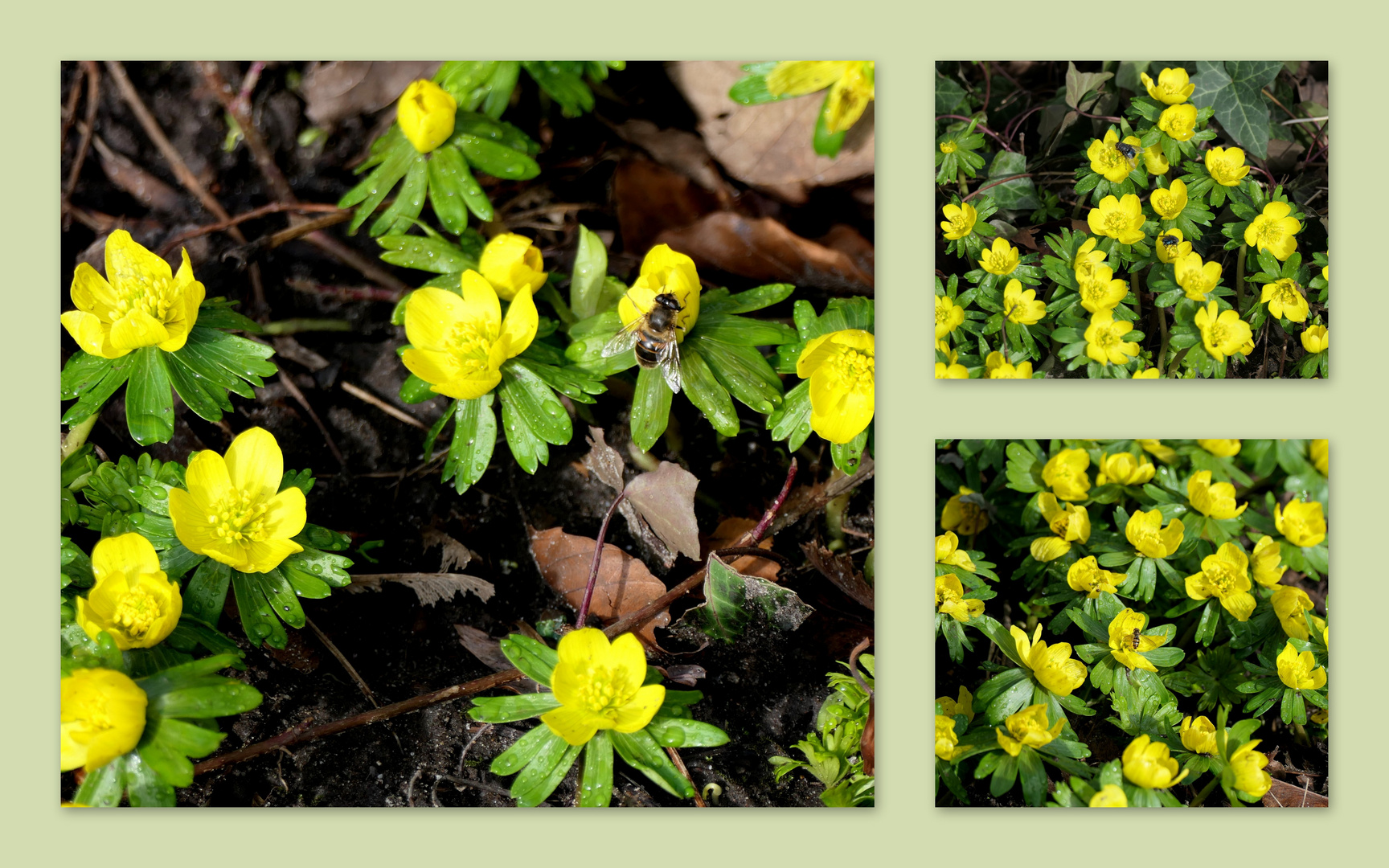 Die ersten Insekten