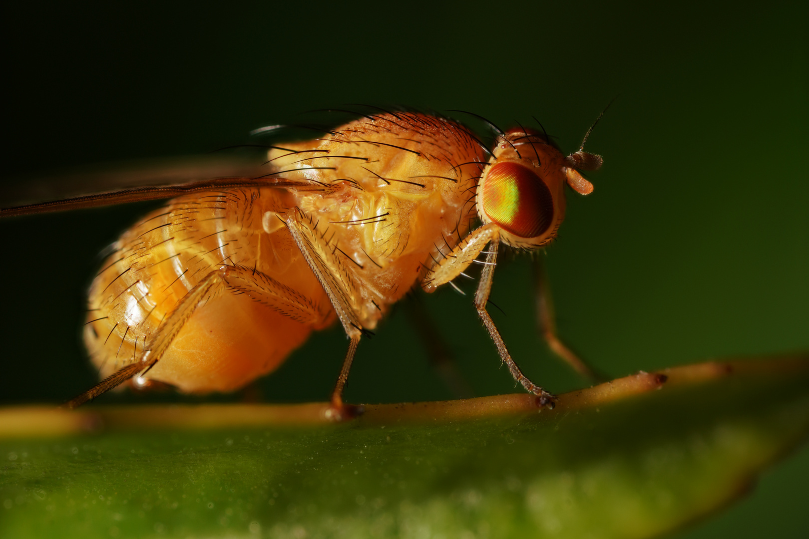 Die ersten Insekten