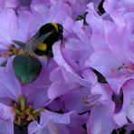 Die ersten Insekten auf den Frühblühern