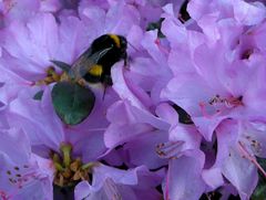 Die ersten Insekten auf den Frühblühern