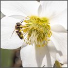 die ersten Insekten auf Futtersuche