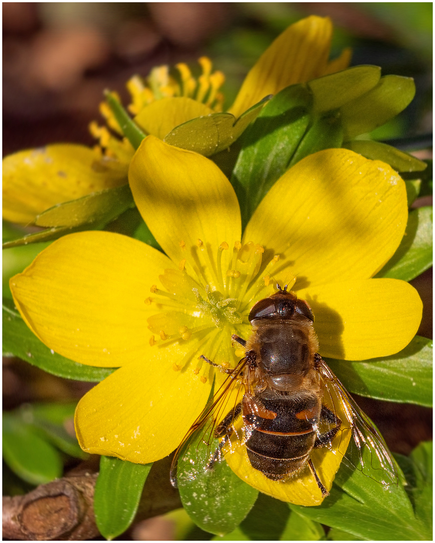 die ersten Insekten  ...