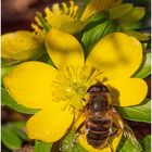 die ersten Insekten  ...