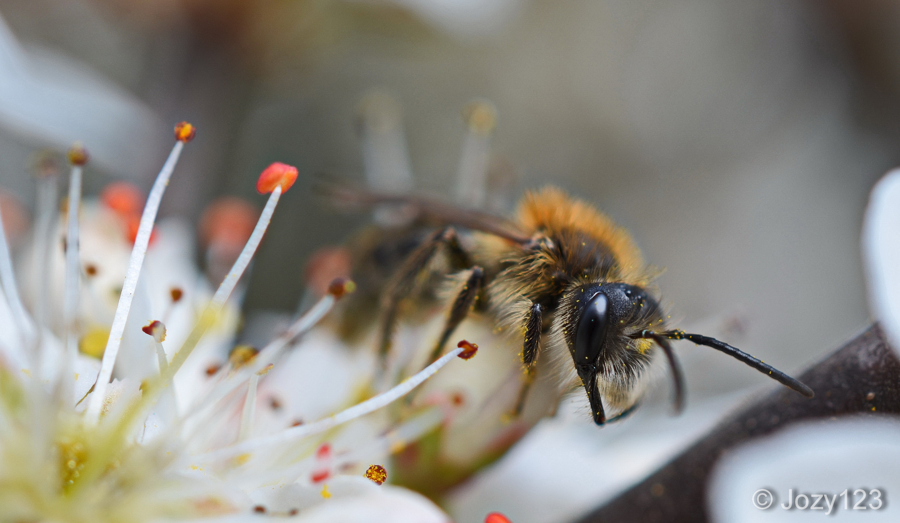 Die ersten Insekten fliegen los...