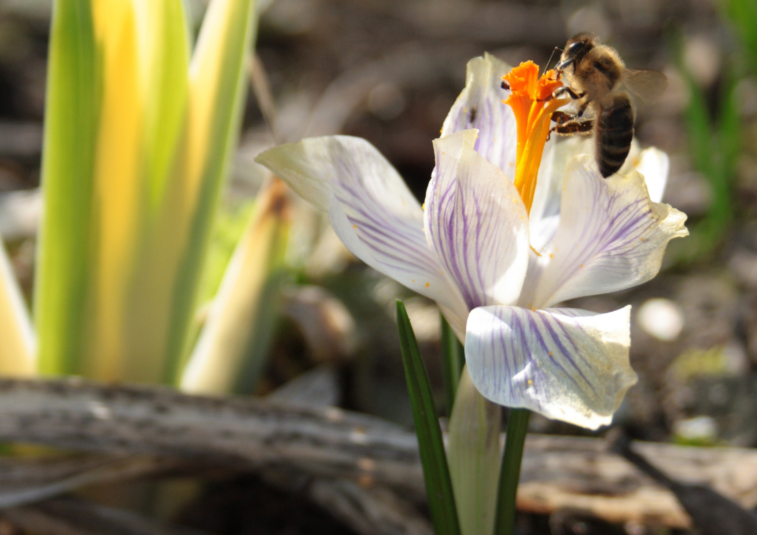 Die ersten Insekten im Frühling Foto & Bild pflanzen, pilze