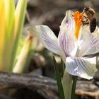 Die ersten Insekten im Frühling