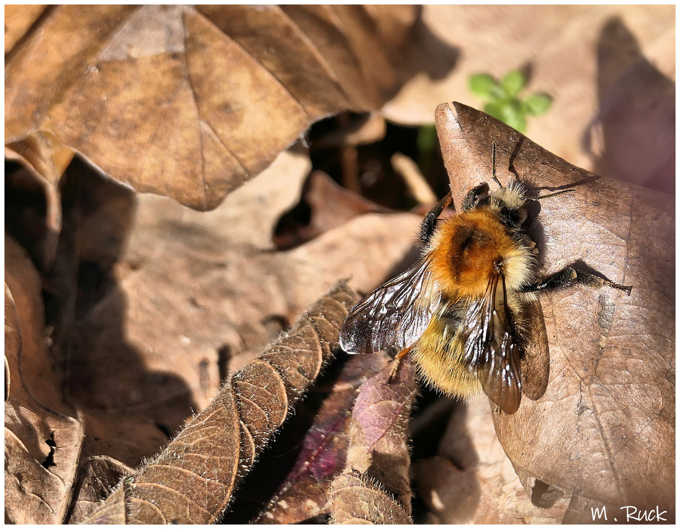 Die ersten Insekten sind auch schon unterwegs 