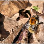 Die ersten Insekten sind auch schon unterwegs 