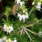 Die ersten Insekten sind unterwegs