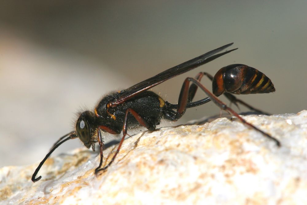 die ersten Insekten sind wieder da