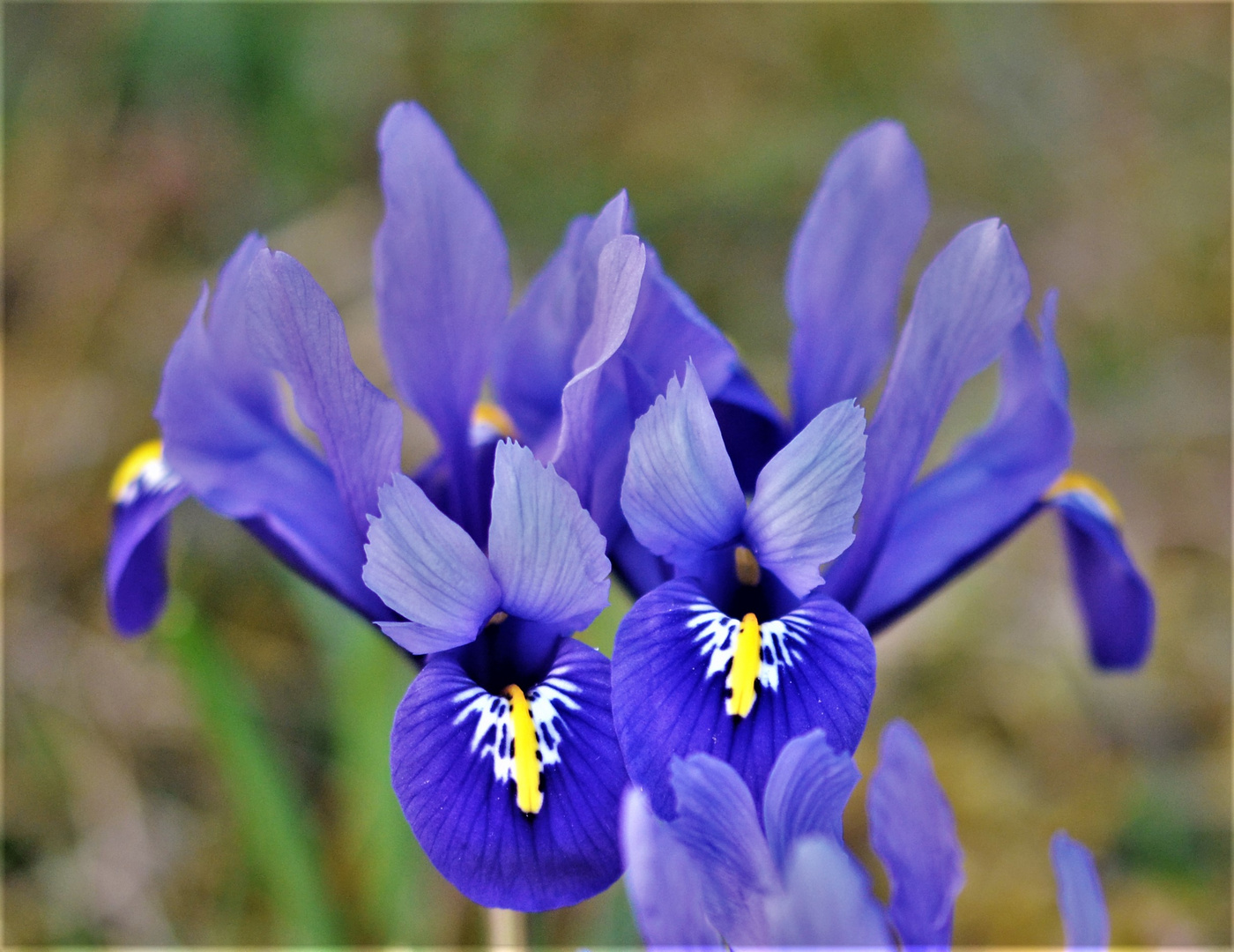 Die ersten Iris