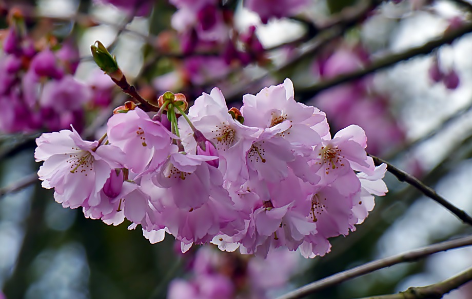 Die ersten Japanischen Kirschblüten . . .