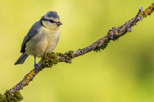Die ersten jungen Blaumeisen....