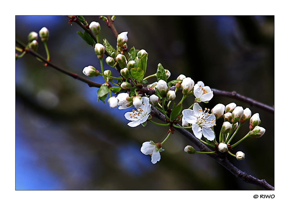 die ersten Kirschblüten .......