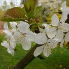 die ersten Kirschblüten 2010