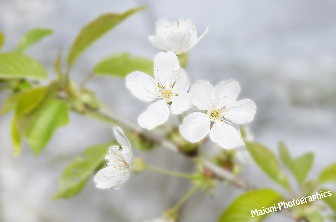 Die ersten Kirschblüten....