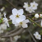 Die ersten Kirschblüten 