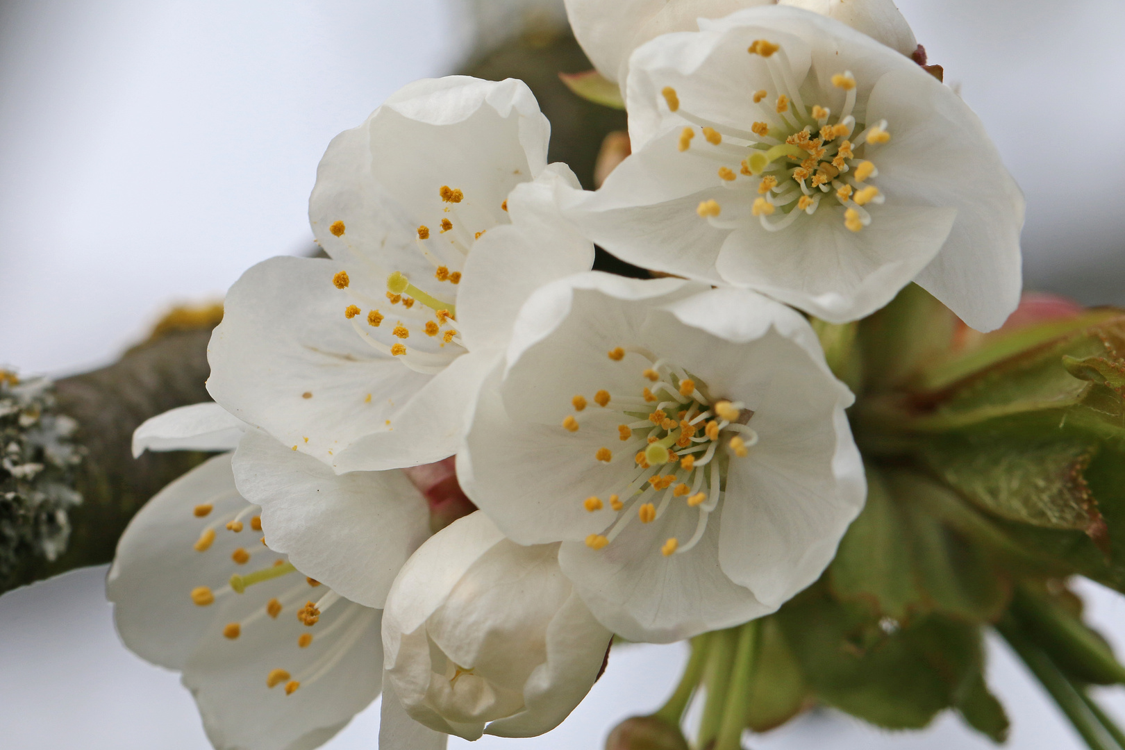 Die ersten Kirschblüten