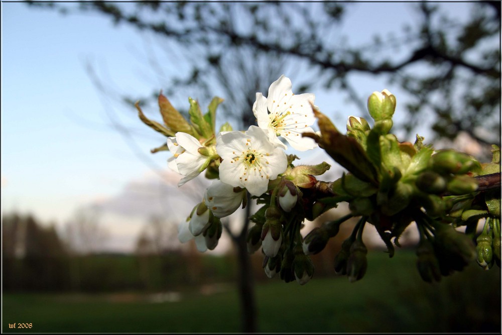 Die Ersten Kirschblüten