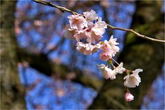 Die ersten Kirschblüten