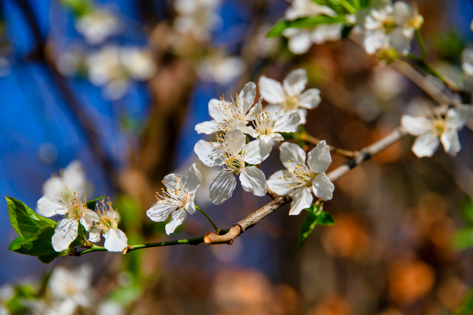 Die ersten Kirschblüten