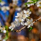 Die ersten Kirschblüten