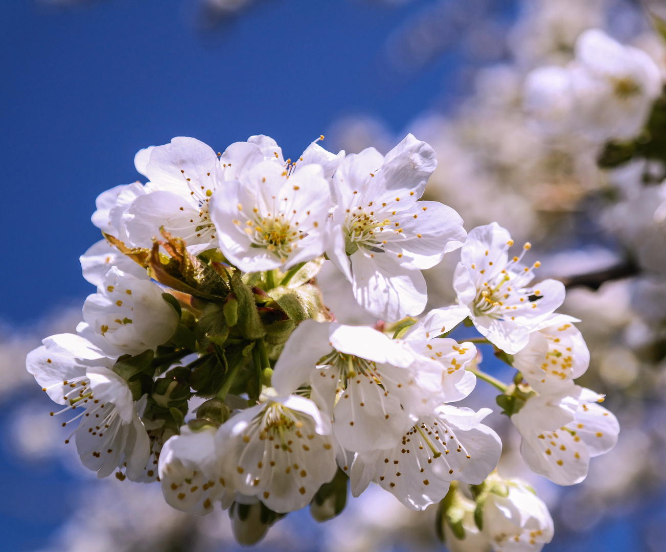 Die ersten Kirschblüten