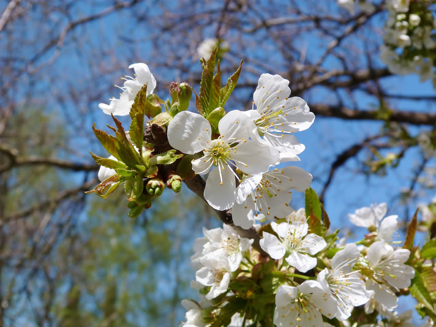 Die ersten Kirschblüten