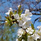 Die ersten Kirschblüten