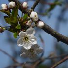 Die ersten Kirschblüten