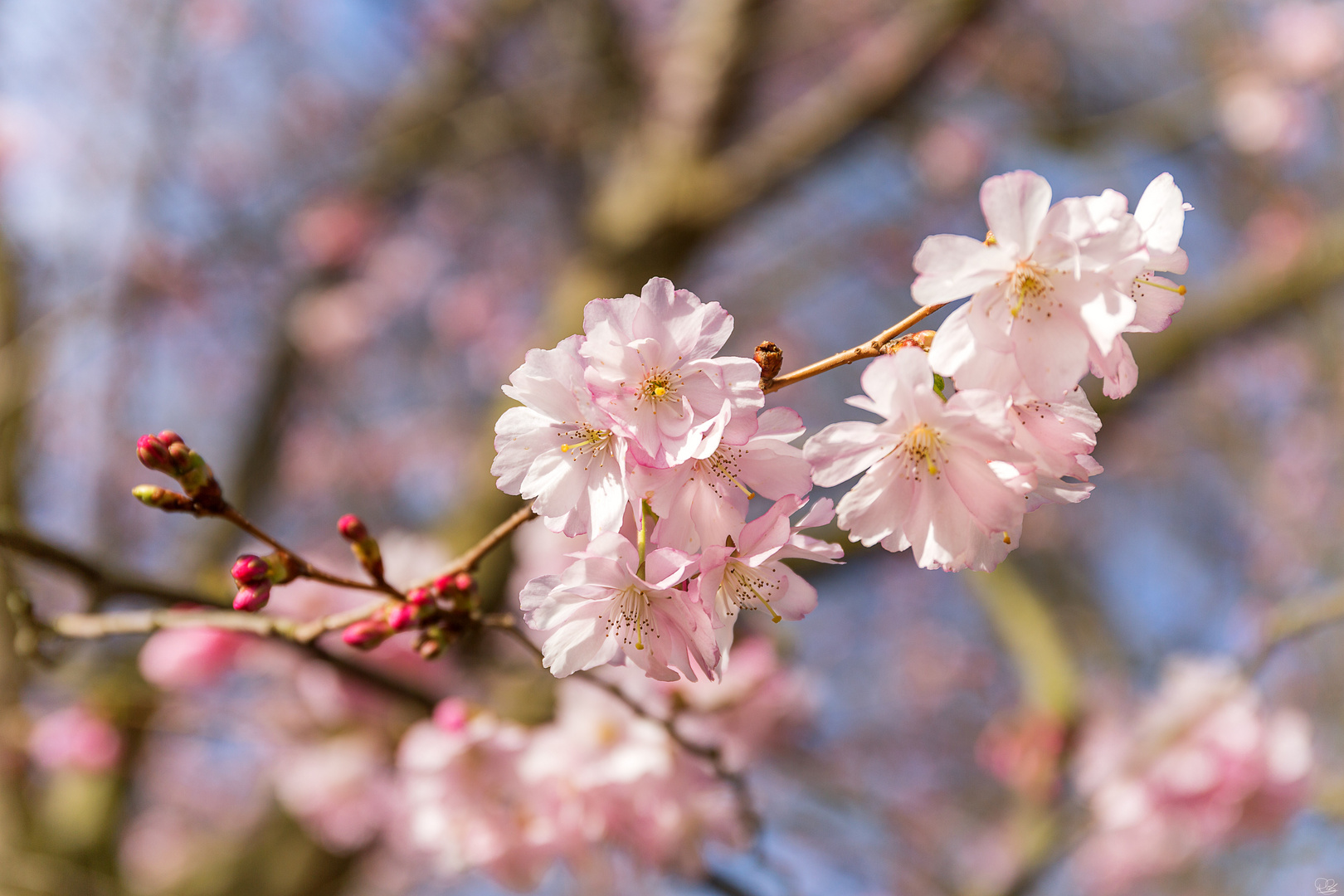 Die ersten Kirschblüten