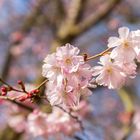 Die ersten Kirschblüten